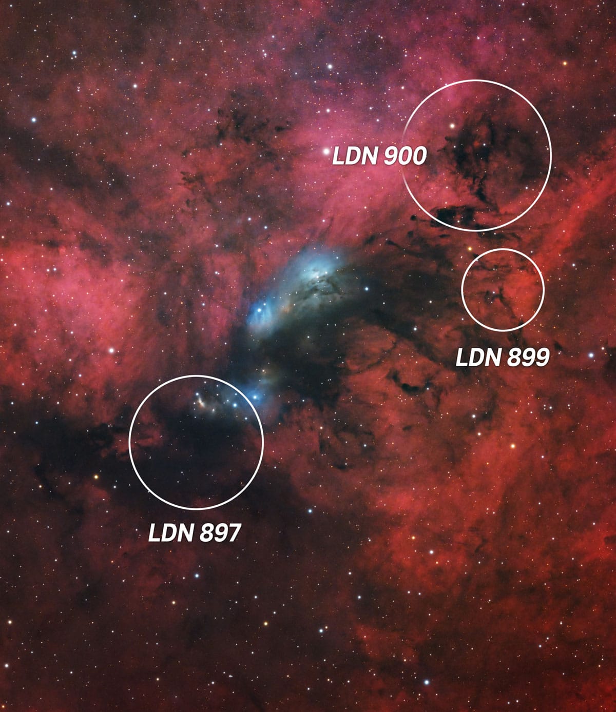 LDN objects in Cygnus